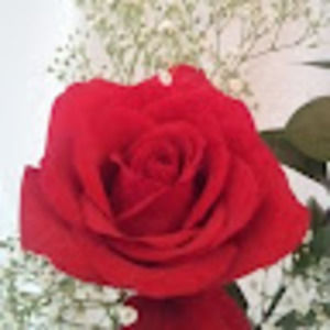 Meet your Posher, Sandy